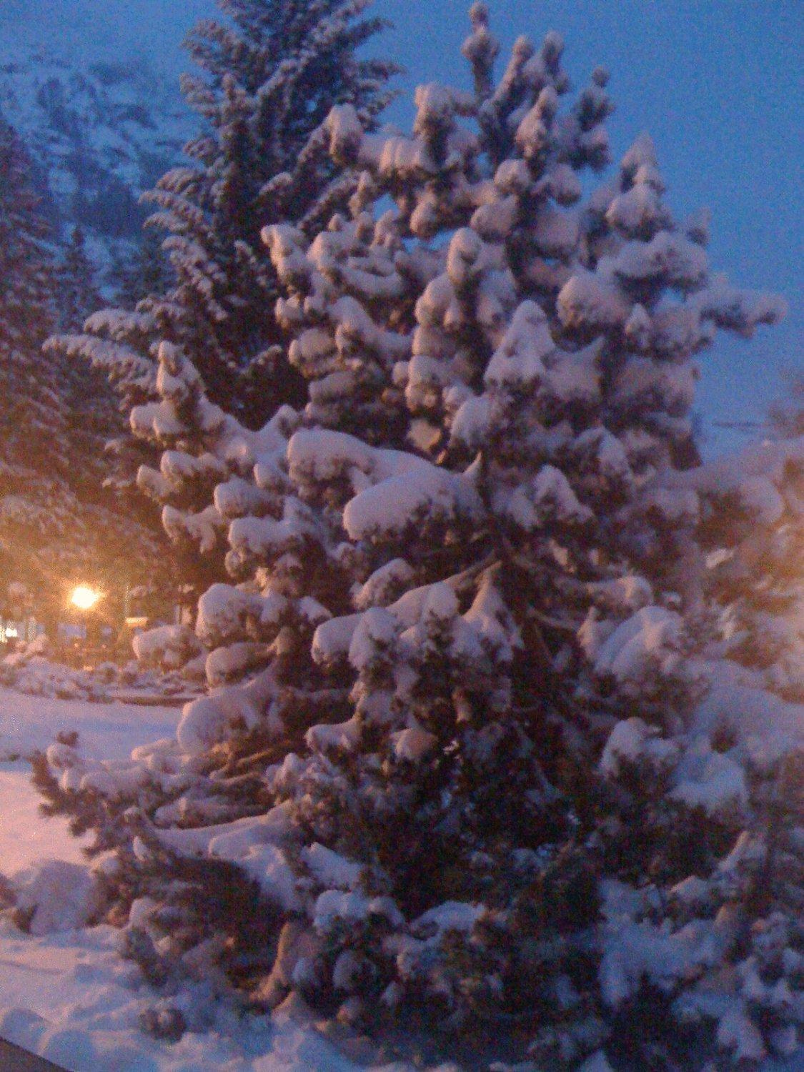 Albergo Alpenrose Gressoney-Saint-Jean Exterior foto